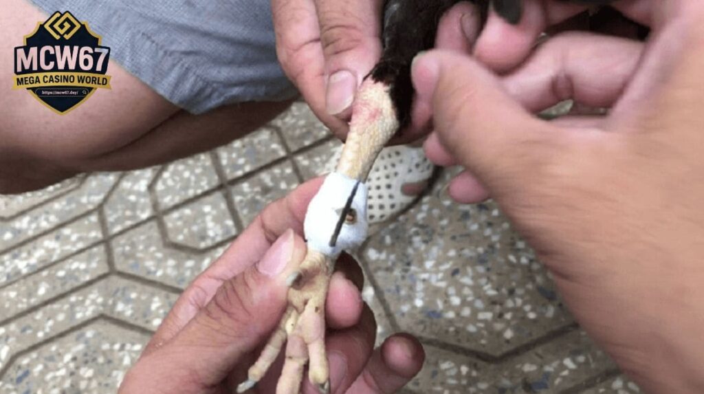 Cách Băng Cựa Gà Chuẩn Xác Theo Từng Thao Tác