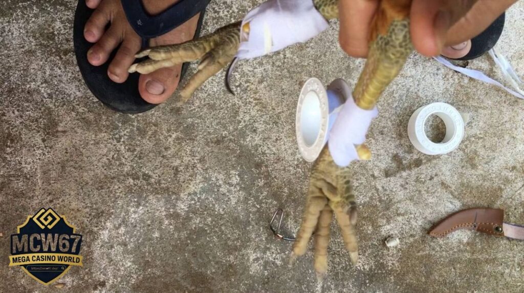 Bảo Dưỡng và Tháo Cựa Sau Trận Đấu