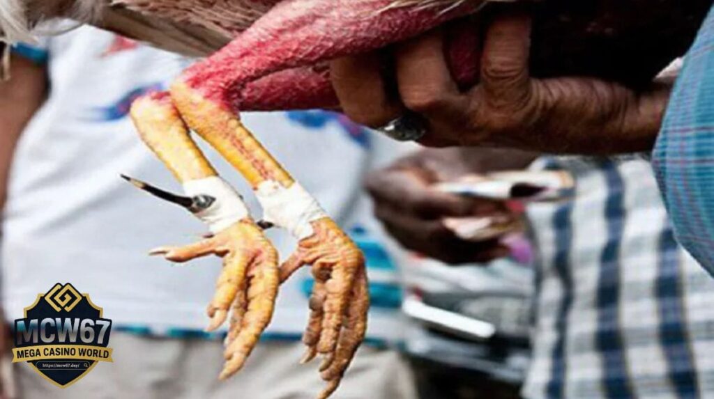 Cách Băng Cựa Gà Đúng Kỹ Thuật: Bí Quyết Tăng Tỷ Lệ Thắng