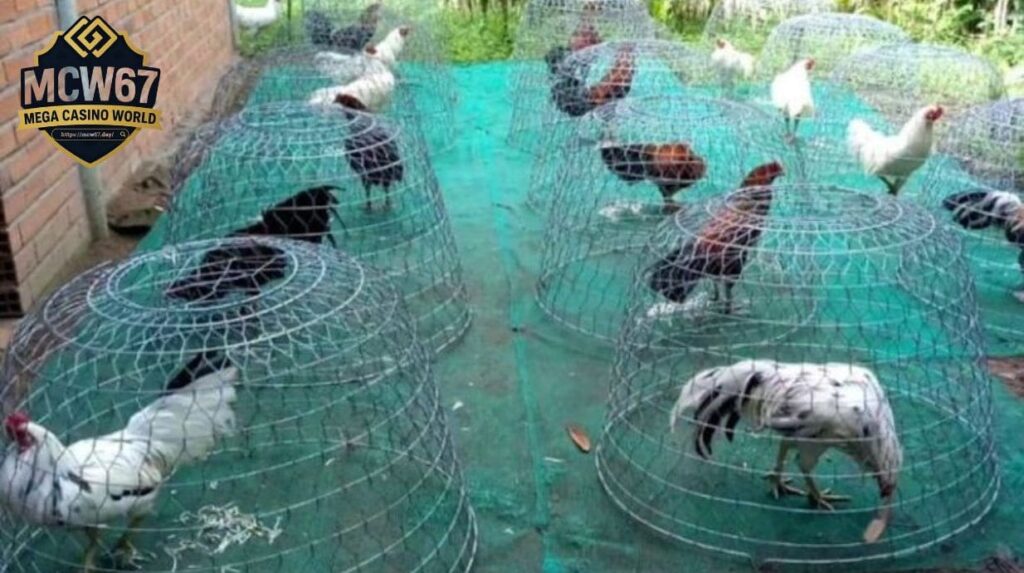 Tại Sao Nuôi Gà Đá Cần Kỹ Thuật Khoa Học?