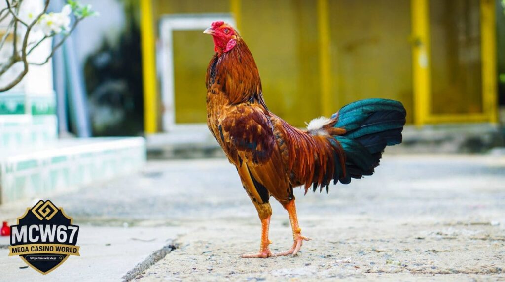 Cách Nuôi Gà Đá: Quy Trình Kỹ Thuật Khoa Học