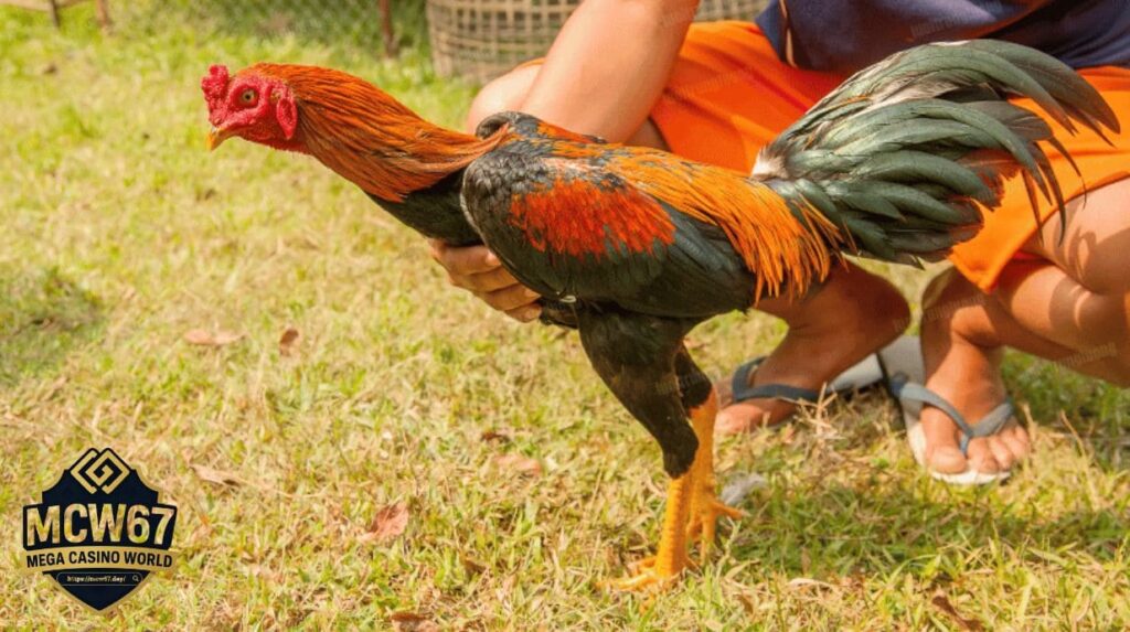 Huấn Luyện Gà Đá: Bí Quyết Tăng Sức Mạnh và Phản XạHuấn Luyện Gà Đá: Bí Quyết Tăng Sức Mạnh và Phản Xạ