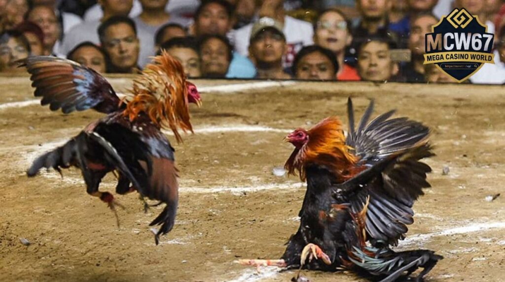 So Sánh Đá Gà Campuchia và Đá Gà Thái Lan