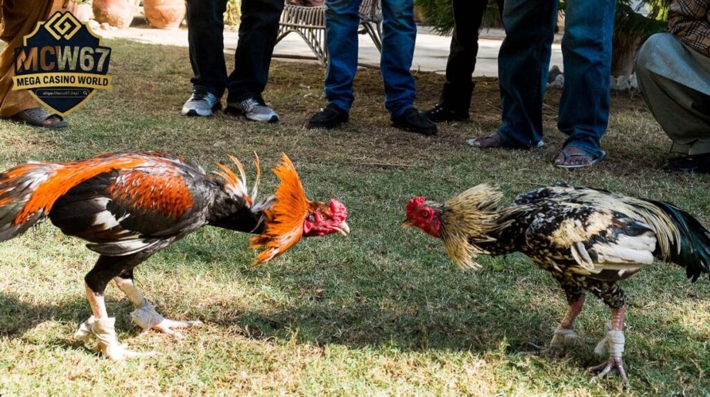 Quy Trình và Luật Thi Đấu Đá Gà Campuchia