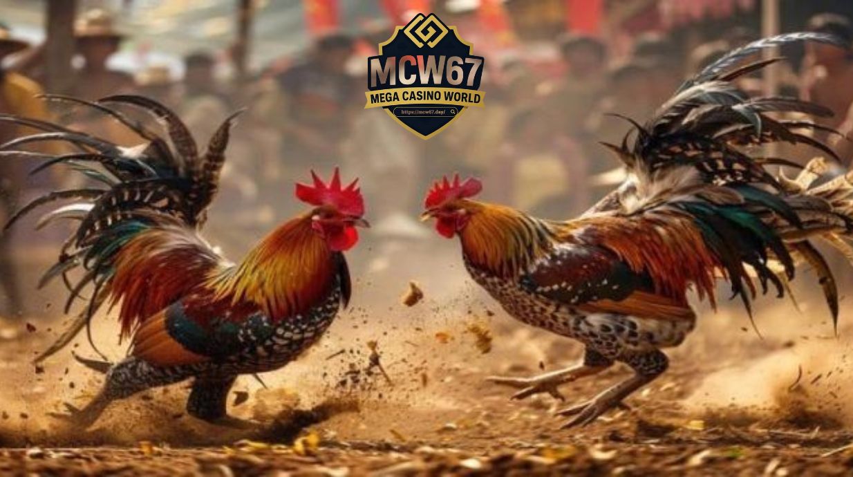 Mẹo Chơi Đá Gà MCW67 Dễ Thắng