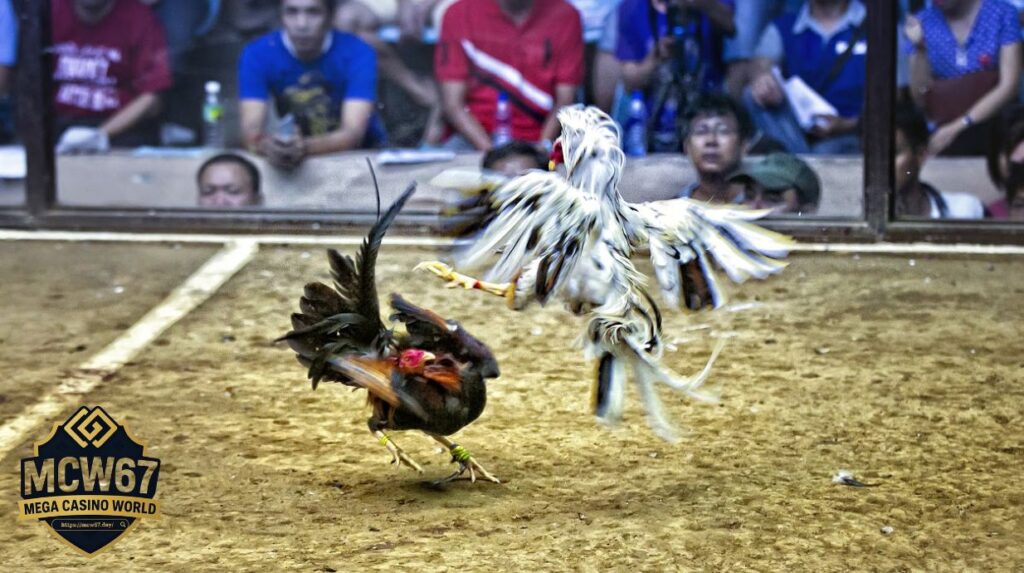 Xu Hướng Xem Đá Gà Thái Trực Tiếp Online