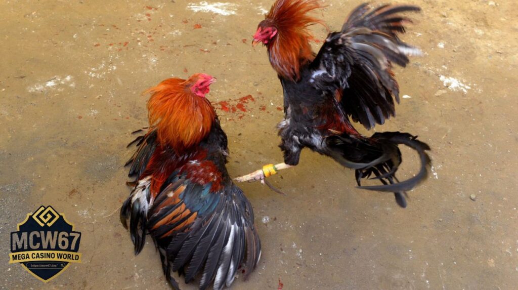 Điểm Đặc Sắc Của Trường Gà Thái Lan