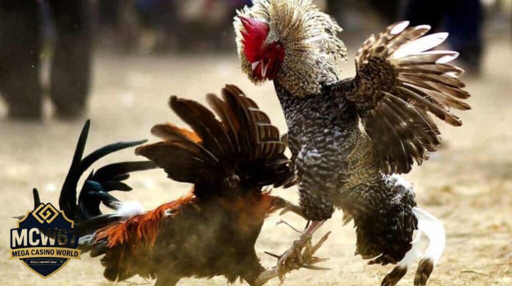 Giới Thiệu Về Đá Gà Thái Trực Tiếp