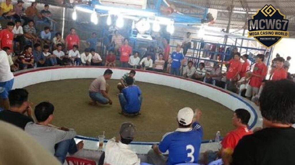 Hệ Thống Thi Đấu Và Điều Lệ Tại Trường Gà Thomo