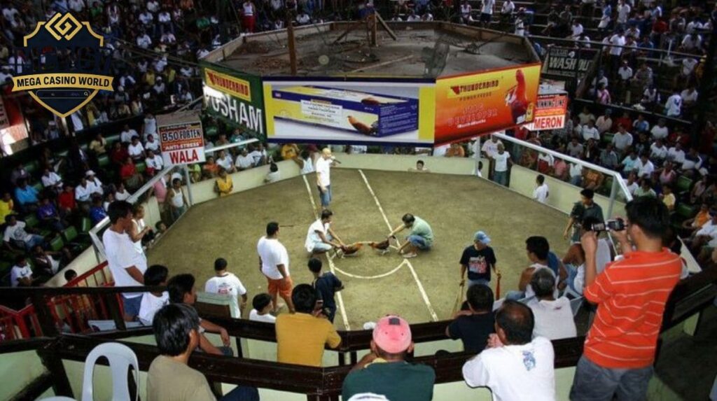 Giới Thiệu Về Trường Gà Thomo