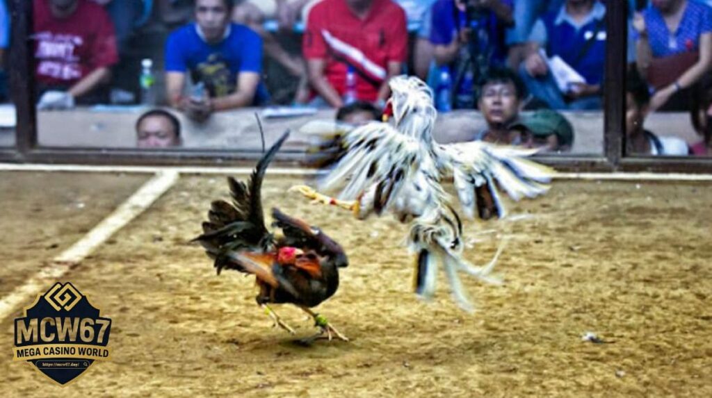 Mẹo Theo Dõi Và Đặt Kèo Khi Xem Gà Đá Thomo